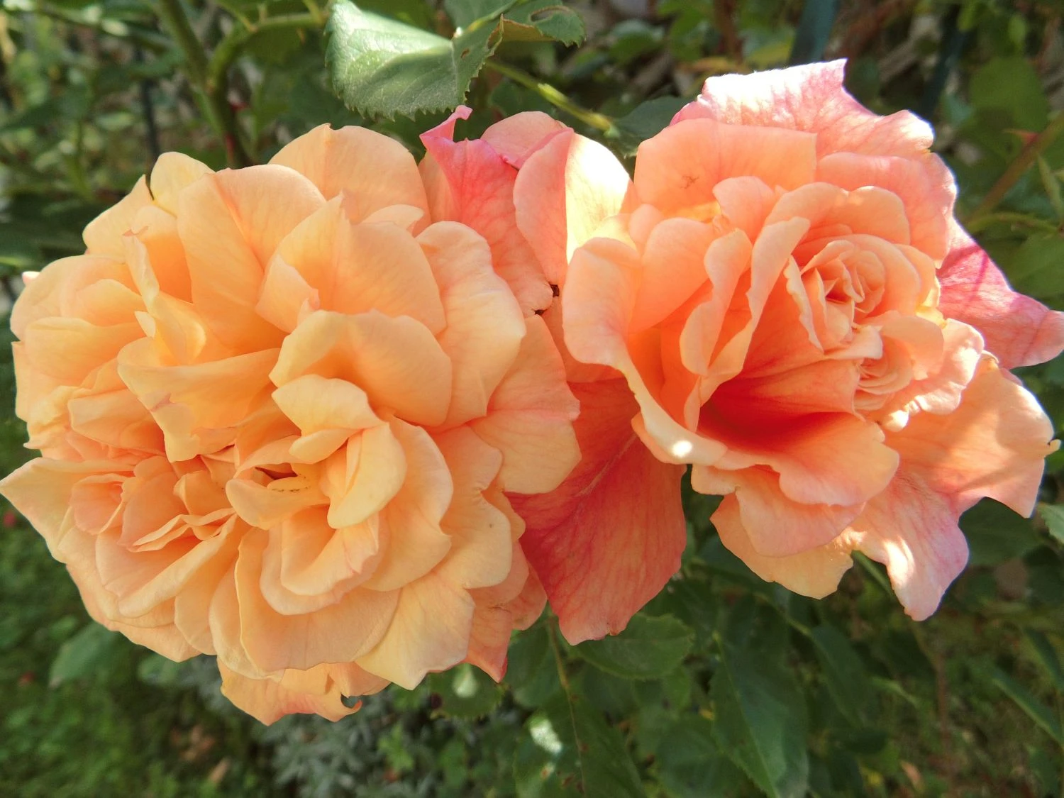 Kletterrose 'Aloha' ® 13 Kletterrose 'Aloha' ® – Bild 13