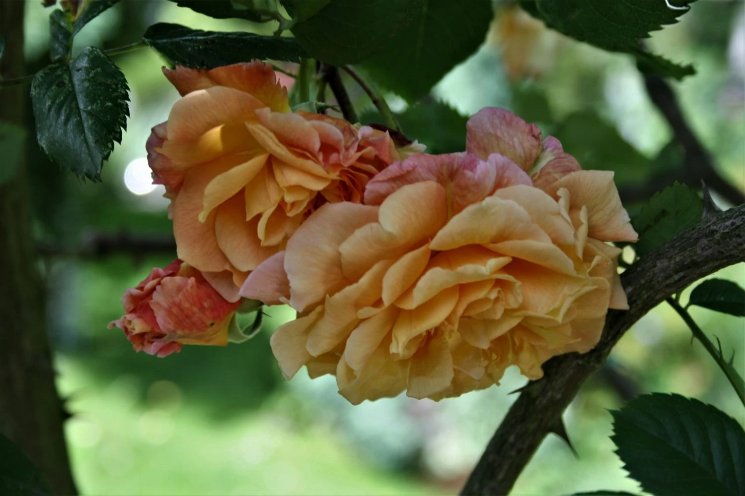 Kletterrose 'Aloha' ® 12 Kletterrose 'Aloha' ® – Bild 12