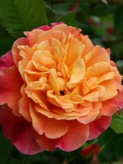 Kletterrose 'Aloha' ® 20 Kletterrose 'Aloha' ® -Edelrosen Geschaft kletterrose aloha m003510 w 0