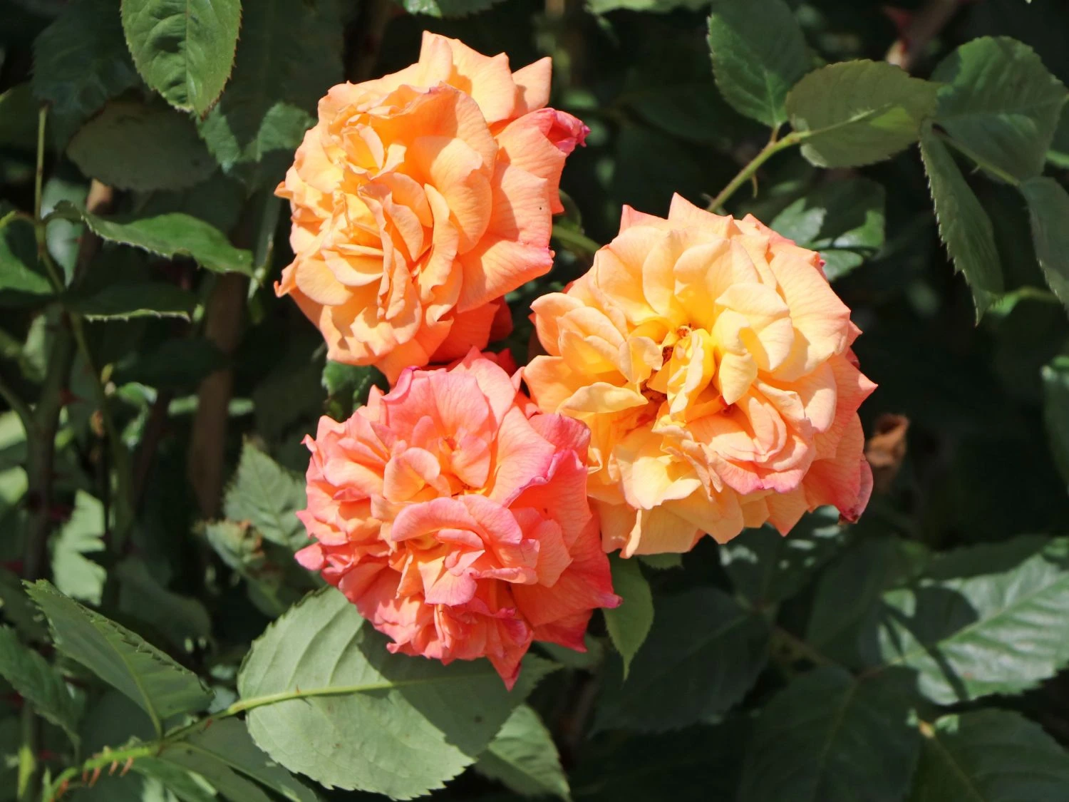 Kletterrose 'Aloha' ® 2 Kletterrose 'Aloha' ® – Bild 2