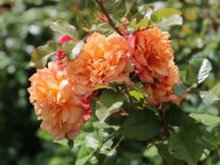 Kletterrose 'Aloha' ® 19 Kletterrose 'Aloha' ® -Edelrosen Geschaft kletterrose aloha m003510 w 4