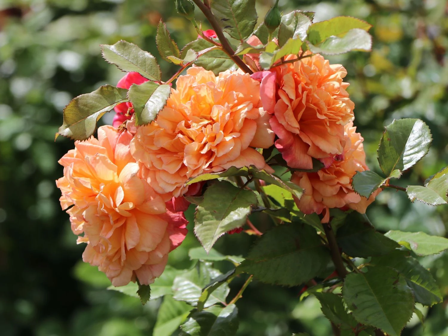 Kletterrose 'Aloha' ® 4 Kletterrose 'Aloha' ® – Bild 4