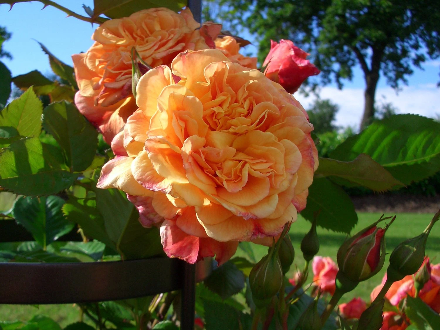 Kletterrose 'Aloha' ® 9 Kletterrose 'Aloha' ® – Bild 9