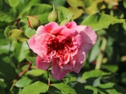 Kletterrose 'Aloha' ® 21 Kletterrose 'Aloha' ® -Edelrosen Geschaft kletterrose aloha m003510 w 6