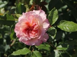 Kletterrose 'Aloha' ® 23 Kletterrose 'Aloha' ® -Edelrosen Geschaft kletterrose aloha m003510 w 7