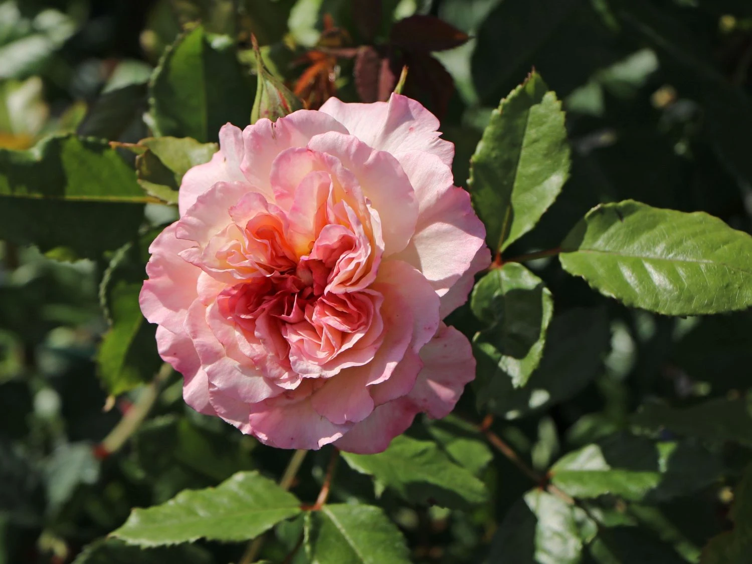 Kletterrose 'Aloha' ® 8 Kletterrose 'Aloha' ® – Bild 8