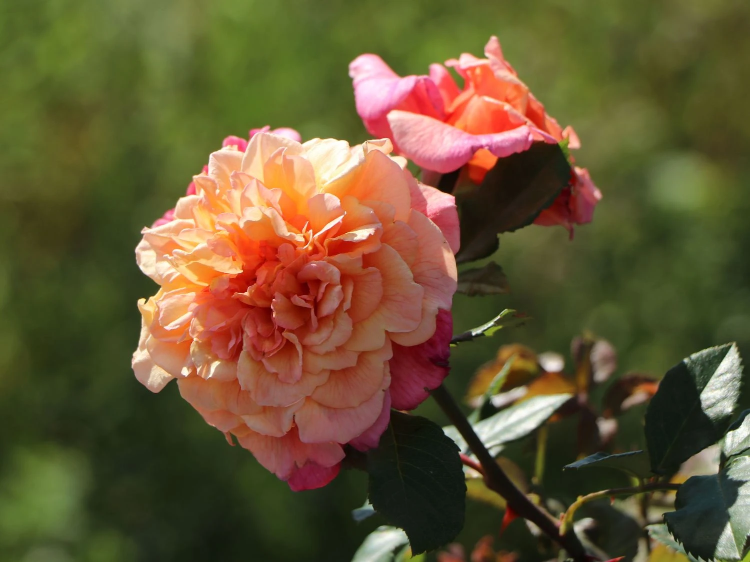 Kletterrose 'Aloha' ® 10 Kletterrose 'Aloha' ® – Bild 10