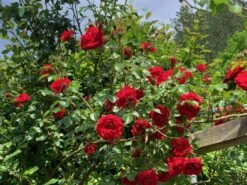 Kletterrose 'Amadeus' ® -Edelrosen Geschaft kletterrose amadeus m003512 1338879 0