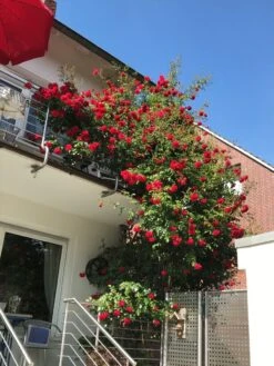 Kletterrose 'Amadeus' ® -Edelrosen Geschaft kletterrose amadeus m003512 193676 0