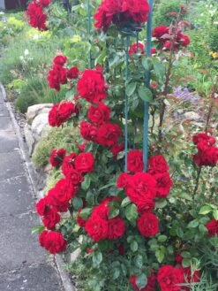 Kletterrose 'Amadeus' ® -Edelrosen Geschaft kletterrose amadeus m003512 401538 0