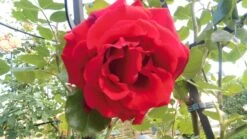 Kletterrose 'Amadeus' ® -Edelrosen Geschaft kletterrose amadeus m003512 666481 0