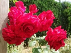 Kletterrose 'Amadeus' ® -Edelrosen Geschaft kletterrose amadeus m003512 666481 1