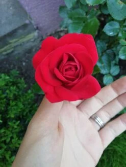 Kletterrose 'Amadeus' ® -Edelrosen Geschaft kletterrose amadeus m003512 987656 1