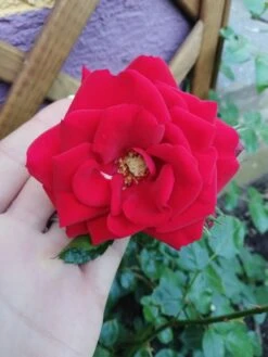 Kletterrose 'Amadeus' ® -Edelrosen Geschaft kletterrose amadeus m003512 987656 2