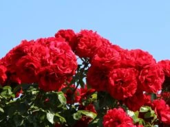 Kletterrose 'Amadeus' ® -Edelrosen Geschaft kletterrose amadeus m003512 w 1