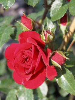 Kletterrose 'Amadeus' ® -Edelrosen Geschaft kletterrose amadeus m003512 w 2