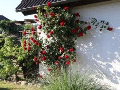 Kletterrose 'Amadeus' ® -Edelrosen Geschaft kletterrose amadeus m003512 w 3