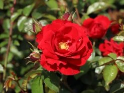 Kletterrose 'Amadeus' ® -Edelrosen Geschaft kletterrose amadeus m003512 w 5