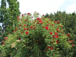 Kletterrose 'Amadeus' ® -Edelrosen Geschaft kletterrose amadeus m003512 w 6