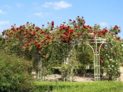 Kletterrose 'Amadeus' ® -Edelrosen Geschaft kletterrose amadeus m003512 w 7