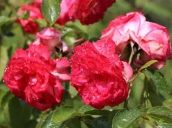 Kletterrose 'Antike 89' ® -Edelrosen Geschaft kletterrose antike 89 m002790 w 4