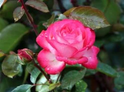 Kletterrose 'Antike 89' ® -Edelrosen Geschaft kletterrose antike 89 m002790 w 6