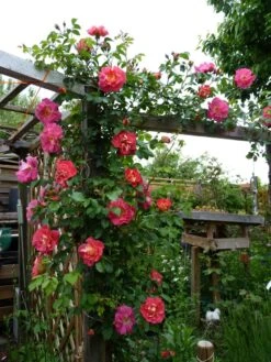 Kletterrose 'Bajazzo' ® -Edelrosen Geschaft kletterrose bajazzo m055121 1214579 0