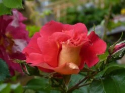 Kletterrose 'Bajazzo' ® -Edelrosen Geschaft kletterrose bajazzo m055121 1214579 1