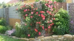 Kletterrose 'Bajazzo' ® -Edelrosen Geschaft kletterrose bajazzo m055121 301939 0