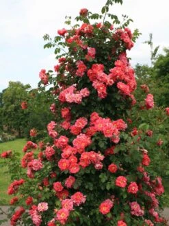 Kletterrose 'Bajazzo' ® -Edelrosen Geschaft kletterrose bajazzo m055121 w 0