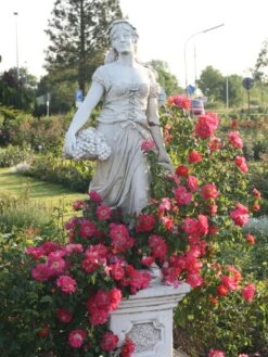 Kletterrose 'Bajazzo' ® -Edelrosen Geschaft kletterrose bajazzo m055121 w 1