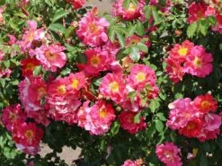 Kletterrose 'Bajazzo' ® -Edelrosen Geschaft kletterrose bajazzo m055121 w 10