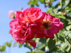 Kletterrose 'Bajazzo' ® -Edelrosen Geschaft kletterrose bajazzo m055121 w 2