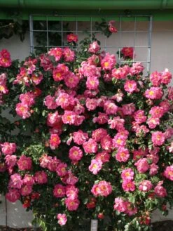 Kletterrose 'Bajazzo' ® -Edelrosen Geschaft kletterrose bajazzo m055121 w 4