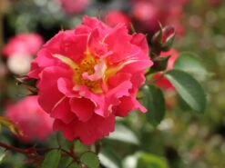 Kletterrose 'Bajazzo' ® -Edelrosen Geschaft kletterrose bajazzo m055121 w 5