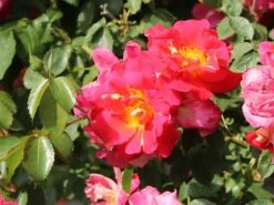 Kletterrose 'Bajazzo' ® -Edelrosen Geschaft kletterrose bajazzo m055121 w 6