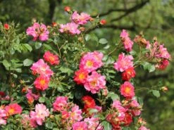 Kletterrose 'Bajazzo' ® -Edelrosen Geschaft kletterrose bajazzo m055121 w 8