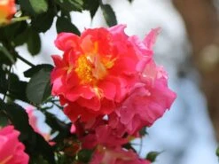 Kletterrose 'Bajazzo' ® -Edelrosen Geschaft kletterrose bajazzo m055121 w 9