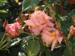 Kletterrose 'Barock' ® 16 Kletterrose 'Barock' ® -Edelrosen Geschaft kletterrose barock m005496 w 0