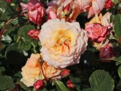 Kletterrose 'Barock' ® 19 Kletterrose 'Barock' ® -Edelrosen Geschaft kletterrose barock m005496 w 10
