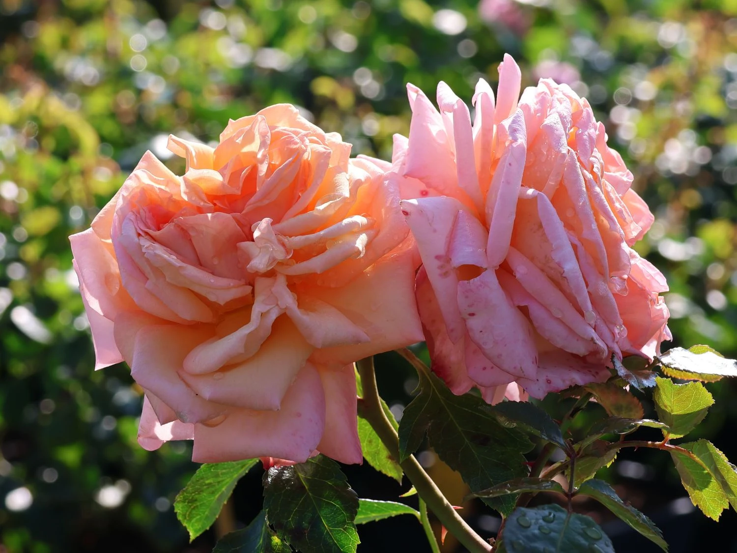 Kletterrose 'Barock' ® 9 Kletterrose 'Barock' ® – Bild 9