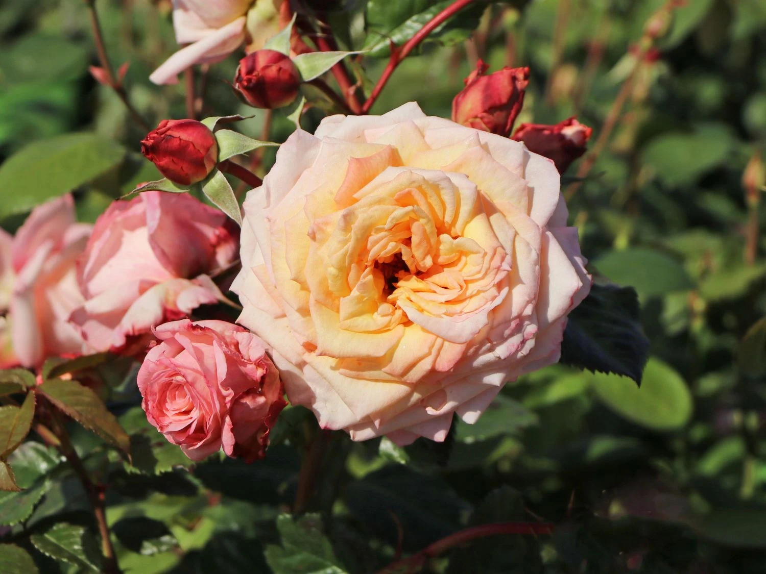 Kletterrose 'Barock' ® 13 Kletterrose 'Barock' ® – Bild 13