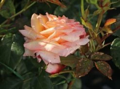 Kletterrose 'Barock' ® 17 Kletterrose 'Barock' ® -Edelrosen Geschaft kletterrose barock m005496 w 5