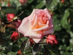 Kletterrose 'Barock' ® 18 Kletterrose 'Barock' ® -Edelrosen Geschaft kletterrose barock m005496 w 6