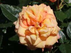 Kletterrose 'Barock' ® 24 Kletterrose 'Barock' ® -Edelrosen Geschaft kletterrose barock m005496 w 7