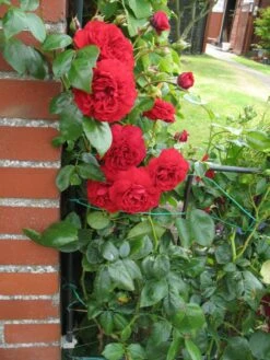 Kletterrose 'Belkanto' ® -Edelrosen Geschaft kletterrose belkanto m052726 193676 0