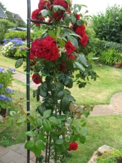 Kletterrose 'Belkanto' ® -Edelrosen Geschaft kletterrose belkanto m052726 193676 1