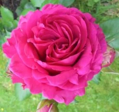 Kletterrose 'Belkanto' ® -Edelrosen Geschaft kletterrose belkanto m052726 430730 0