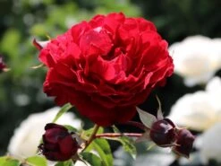 Kletterrose 'Belkanto' ®