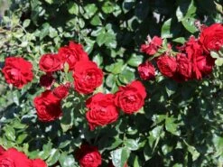 Kletterrose 'Belkanto' ® -Edelrosen Geschaft kletterrose belkanto m052726 w 3